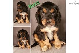 The cockapoo is a mix between a cocker spaniel and a poodle. Buzz Cockapoo Puppy For Sale Near Colorado Springs Colorado 96fd9203 9021