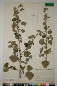 Image result for Abutilon angulatum