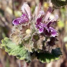 Image result for Mostuea hirsuta