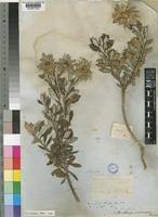 Image result for Pentzia incana