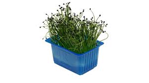 10 watchers 5.8k page views 451 deviations. Rock Chives Koppert Cress
