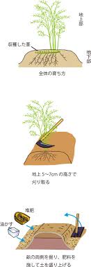 アスパラガス 冬の手入れをぬかりなく Ja柳川 柳川農業協同組合