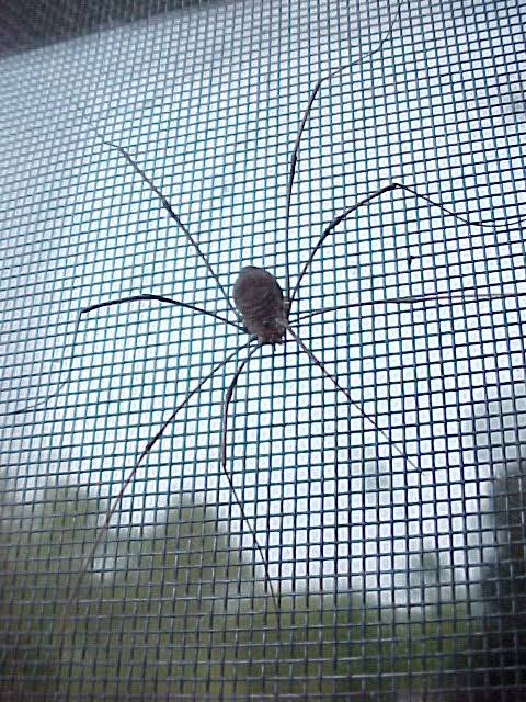 Daddy longlegs use their legs to smell, taste and touch | CAES Field Report