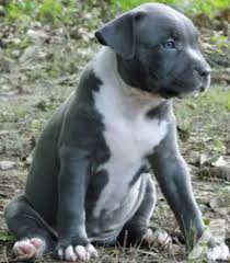 The american pit bull terrier was brought to the united states by immigrants from england, ireland, and you might think you know everything about the pitbull (or even pibble!), for better or for worse. American Pitbull Terrier Pit Bull