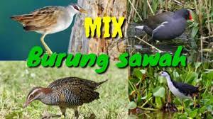 Burung srigunting ini aslinya dari keluarga dicruriedae yang tersebar di. Download Suara Burung Sawah Rawa Untuk Pikat Mp3
