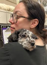 Help Hank find a new home!