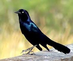 Black Bird With Long Tail Feathers In Texas Byard Miller Alabama November 2007 Http Www Flickr Com Photos 9534802 N02 2047577827 Grackle