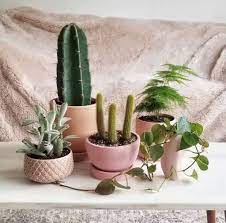 What Does It Mean If Someone Gives You A Cactus Succulent City