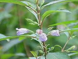 Image result for Ludwigia leptocarpa