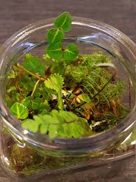 Great Smoky Mountains Appalachian Plant Vivarium Terrarium Starter Kit Moss Lichen Plant Sand Charcoal Substrate Mesh False Lichen Plant False Bottom Terrarium