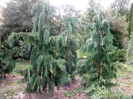 In general, evergreens are not known for their speedy growth, but there are some variations that do grow more quickly than others. Pin On Weeping Evergreen Trees