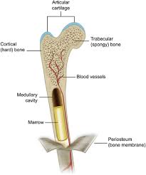 It is a bone is one of two kinds of bone tissue that can be found in the body of a human being. Bone Physiology And Biology Springerlink