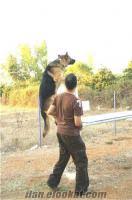 Antalya Ronin K9 Kopek Egitim Merkezi