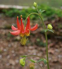 Pin On Naturescaping With Wonderful Earth Friendly Oregon Native Plants