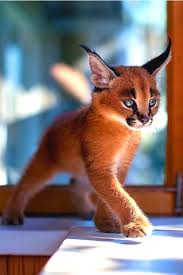 Pin On Caracal Pictures