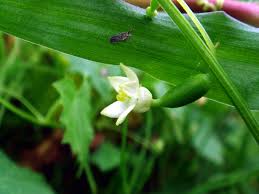 Image result for Zehneria microsperma