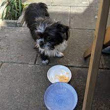 A shih tzu's coat is prone to tangles and mats, so they need to be brushed every day. What You Need To Know About The Shih Tzu Chihuahua Mix K9 Web