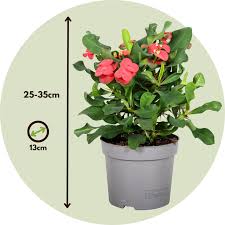 Image result for Euphorbia williamsonii