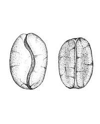 We did not find results for: Coffee Beans Print Coffee Print Botanical Art Coffee Beans Etsy Coffee Bean Art Coffee Print Coffee Tattoos