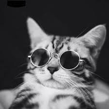 Kucing lucu hd wallpaper desktop lebar definisi tinggi fullscreen. Wallpaper Kucing Lucu Hd 700x700 Download Hd Wallpaper Wallpapertip