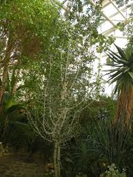 Image result for Gardenia volkensii