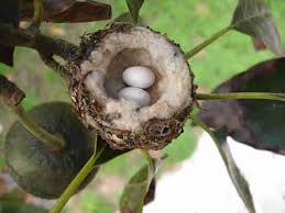 Hummingbird Nests Eggs Baby Hummingbird Pictures Photos Hummingbird Nests Bird Eggs Bird Nest