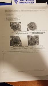 Prophase, metaphase, anaphase, and telophase. Cathay Express Transportation Review Sheet 4 49 S Identify The Four Phases Of Mitosis Shown In Homeworklib