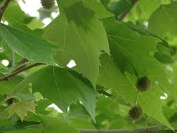 Londra Cinari Platanus Acerifolia Tohumlar Agac Dogal