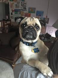 Franklin The Pug Is Curious Pugs Animals Dogs