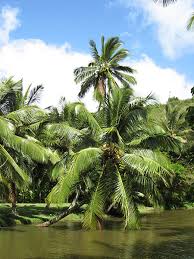 Image result for Cocos nucifera