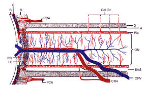 Posterior Ischemic Optic Neuropathy Intensive Care Unit Optic Nerve Spinal Surgery