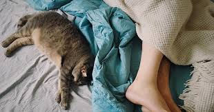 The neighbor's cats frequently jump up on our car, leaving paw prints and scratches everywhere. How To Keep Cats Off Furniture Proven Tips From The Humane Society