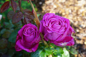 Beautiful nature and landscapes that we wish, to see every moment. Rose Pink Love The Romance Flowers Beautiful Nature Garden Flower Flowering Plant Pxfuel