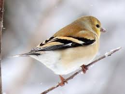 The brightly colored male american goldfinch is especially recognizable. American Goldfinch The Golden Bird Birds And Blooms