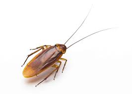 How to Get Rid of Cockroaches-Roach Exterminator Near Me - Synergy²