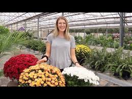 The best time to prune hardy mums is in spring, to help encourage new growth. Will Mums Come Back Next Year Youtube