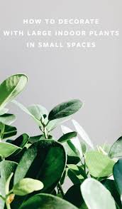 Maybe you would like to learn more about one of these? How To Decorate With Large Indoor Plants In A Small Space Jojotastic
