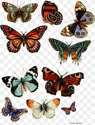 Maybe you would like to learn more about one of these? Butterfly Tattoo Png Images Pngwing
