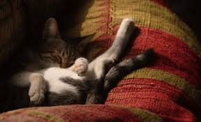 We did not find results for: How Much Benadryl Can I Give My Cat Safety First Pawsome Kitty