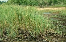 Image result for Paspalum vaginatum