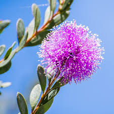 Image result for Melhania acuminata