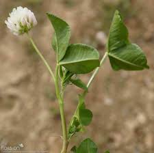 Image result for Trifolium isthmocarpum