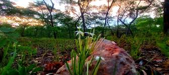 Image result for Pavetta radicans