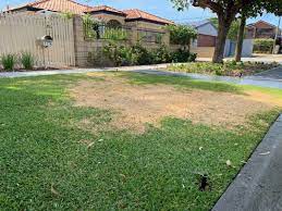 Maybe you would like to learn more about one of these? How To Fix Brown Patches In Your Lawn Luke S Landscaping Co