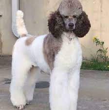 See puppy photos, health info & reviews. Poodles Groom To Bloom