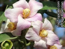 Image result for Lagunaria patersonia