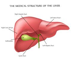 The liver is a roughly triangular organ that extends across the entire abdominal cavity just inferior to the diaphragm. Diagram Liver Damage 2000 Suburban Radio Wiring Diagram New Book Wiring Diagram