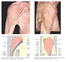 Deltoid Anatomy Deltoid Is A Large Multipennate Muscle Responsible For The Rounded Contour Of The Shoulder Region Upper Limb Anatomy Deltoids Plexus Products