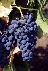 Nero D Avola L Cepage De Sicile Vins De Sicile Vin Italien Cepages Vins