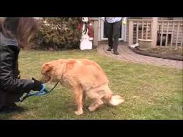 Before you bring home a new golden retriever puppy, there's a lot to evaluate. Jersey The Golden Retriever Boy Home For Good Dog Rescue Summit N J Feb 2 2012 Youtube